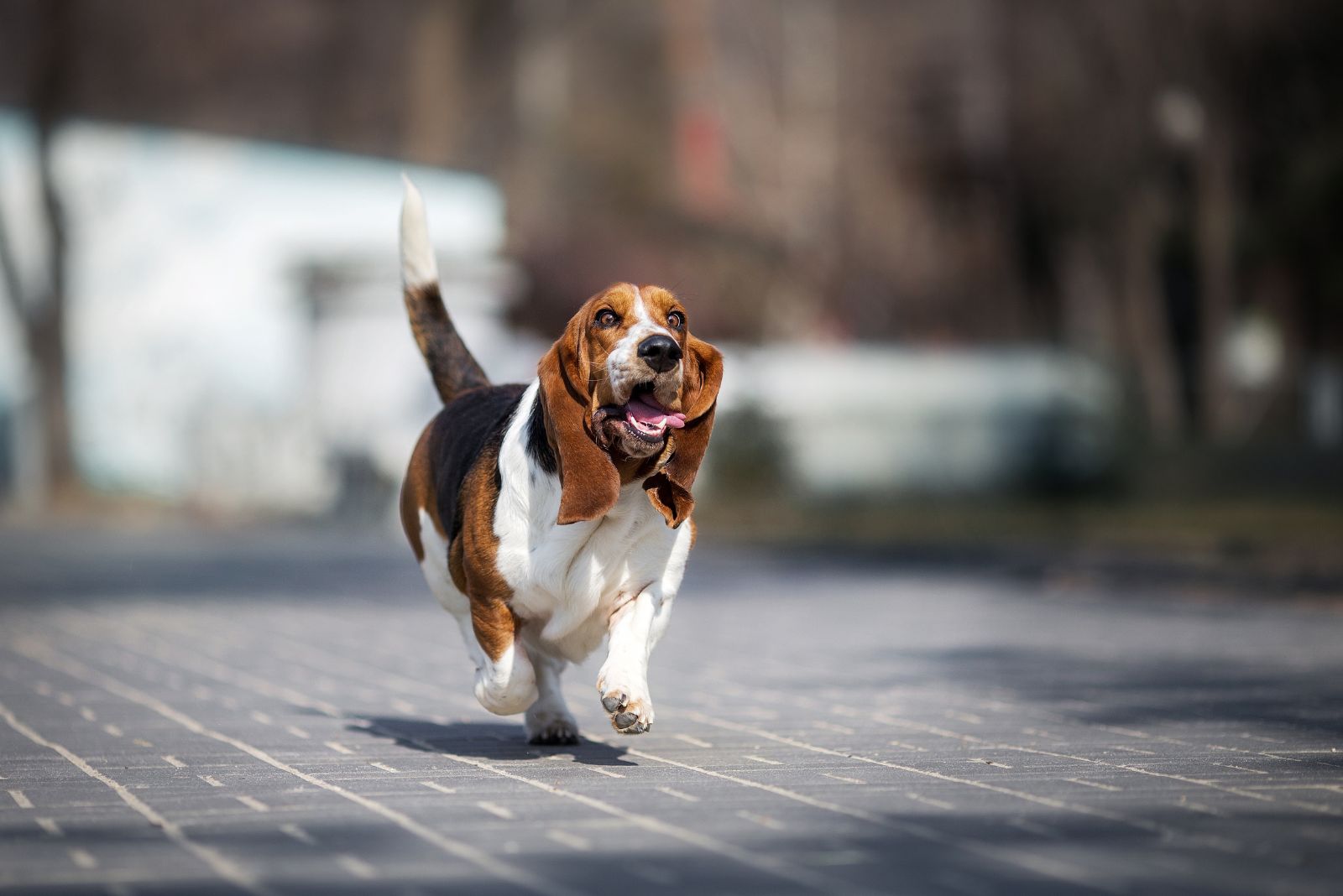 Basset Hound