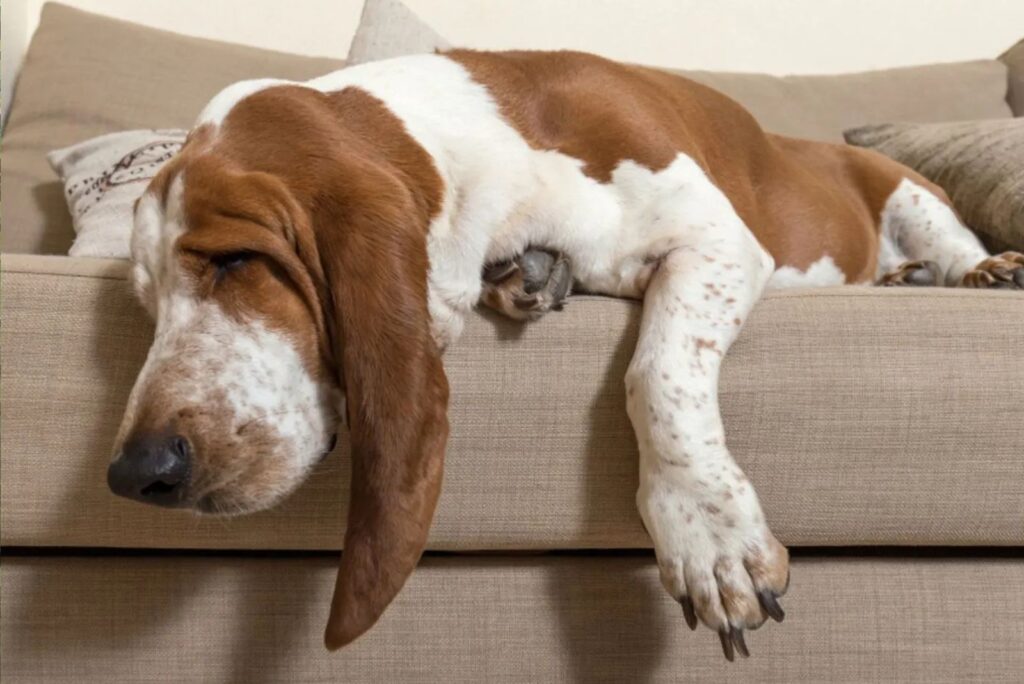 Basset Hound sleeping on the couch