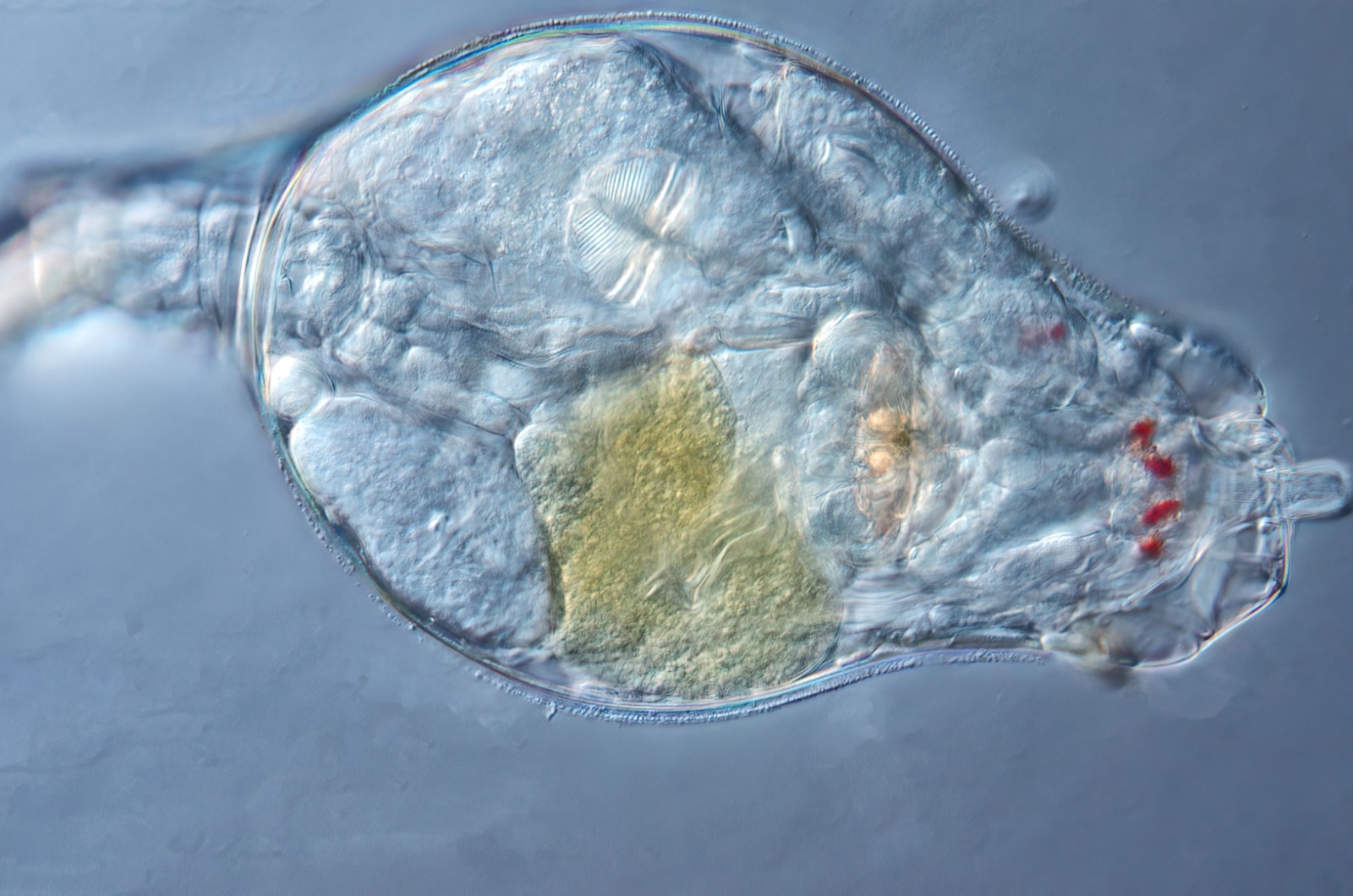 Bdelloid Rotifers