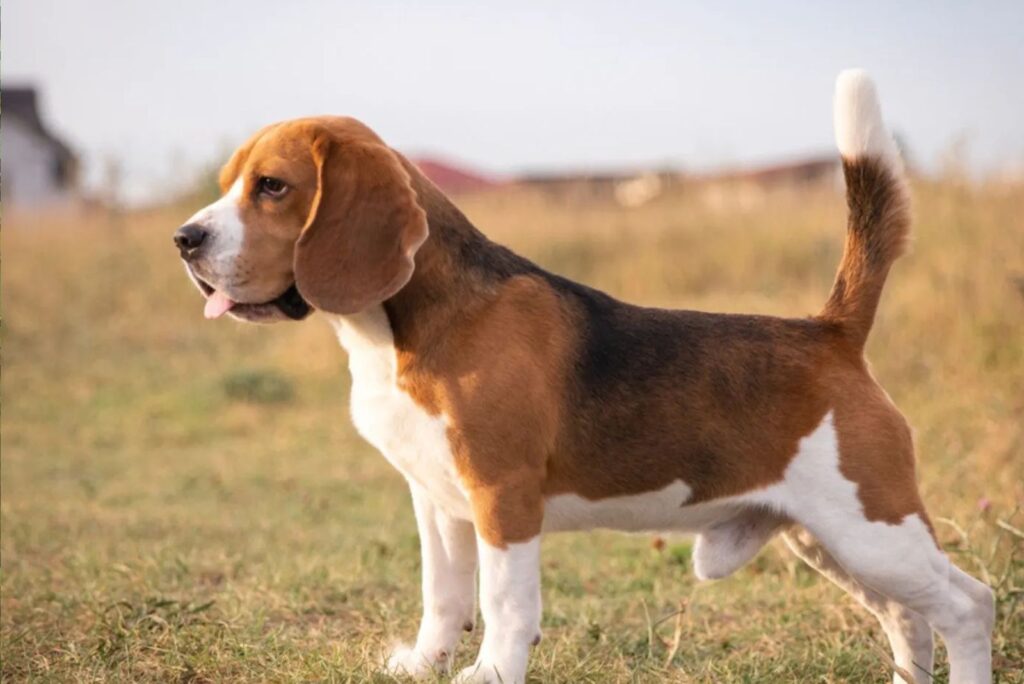 Beagle