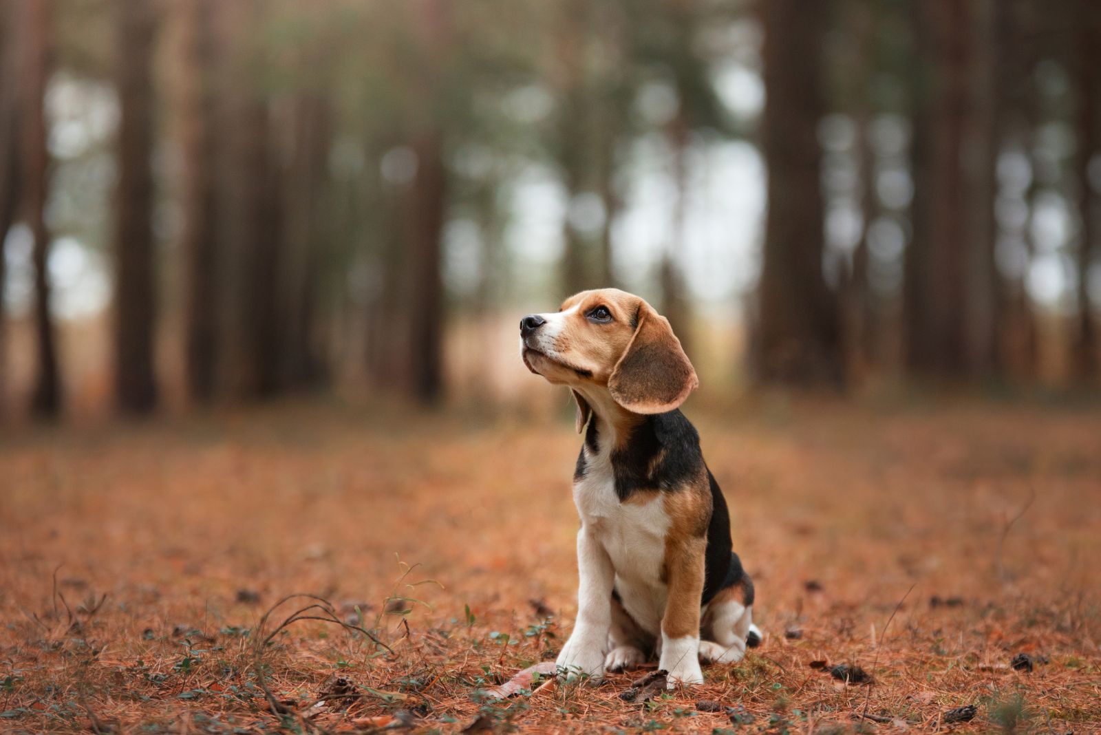 Beagle