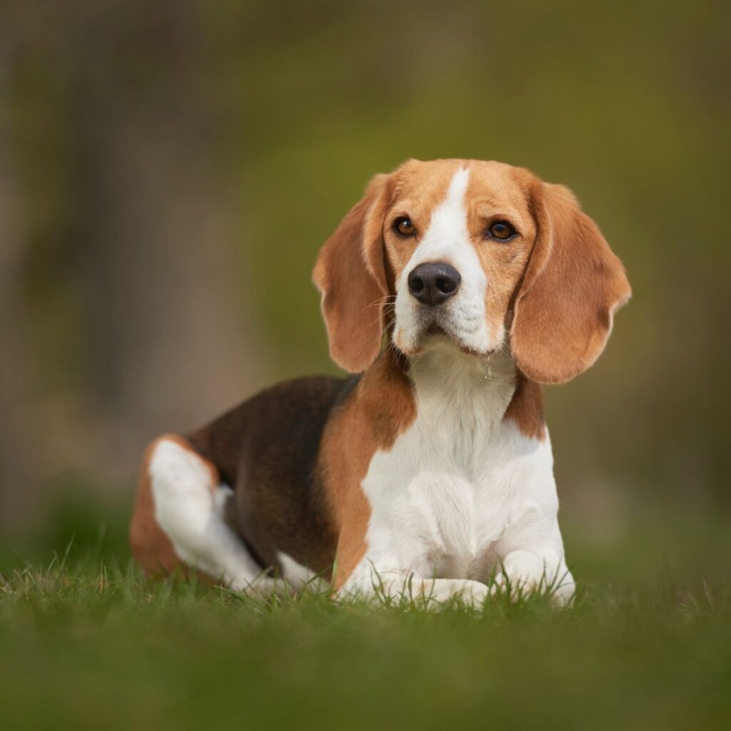 Beagle