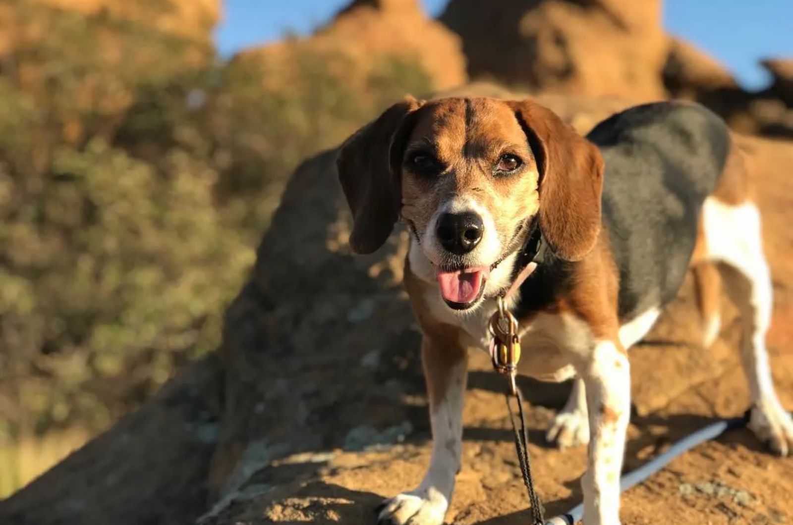 Beagle X Bernese Mountain Dog Mix