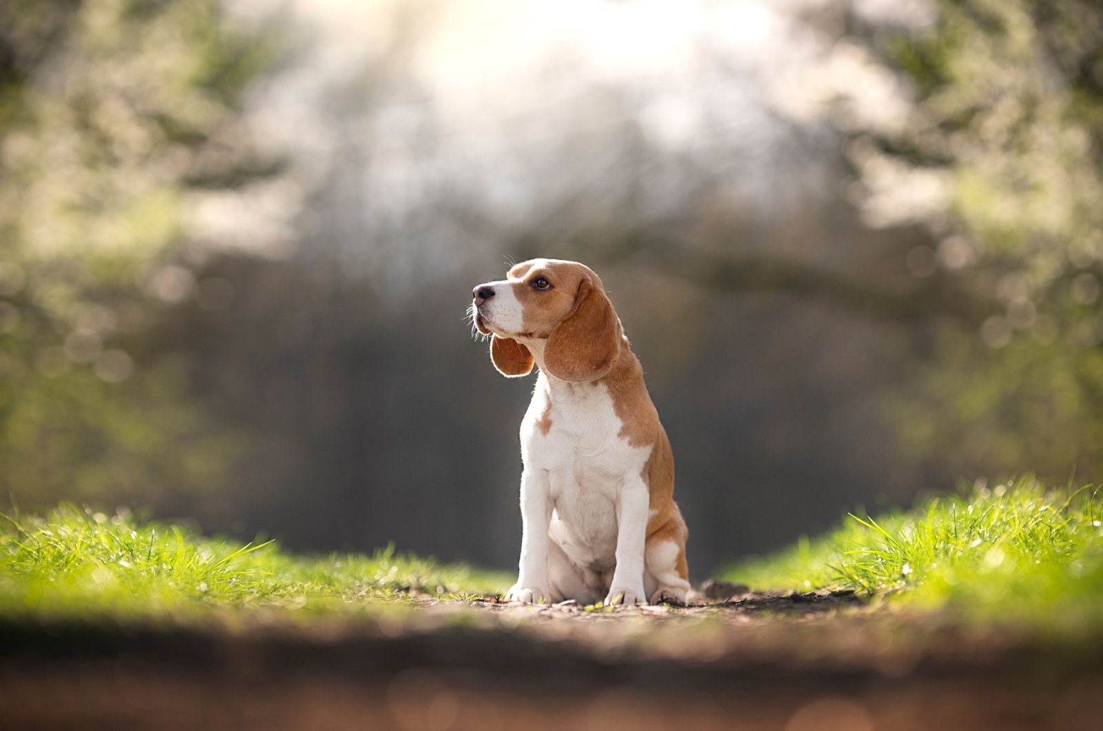 Beagle