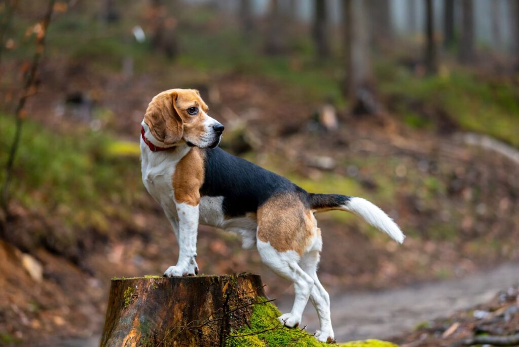 Beagles in the forest