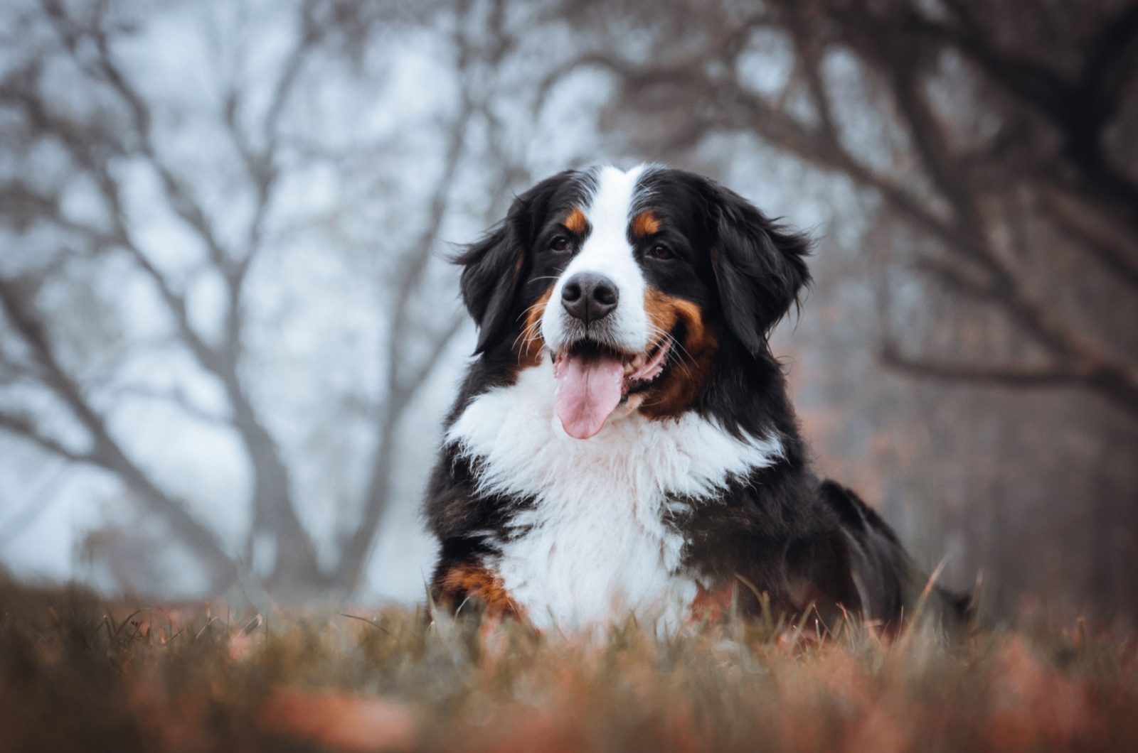 Beautiful Bernese mountain dog