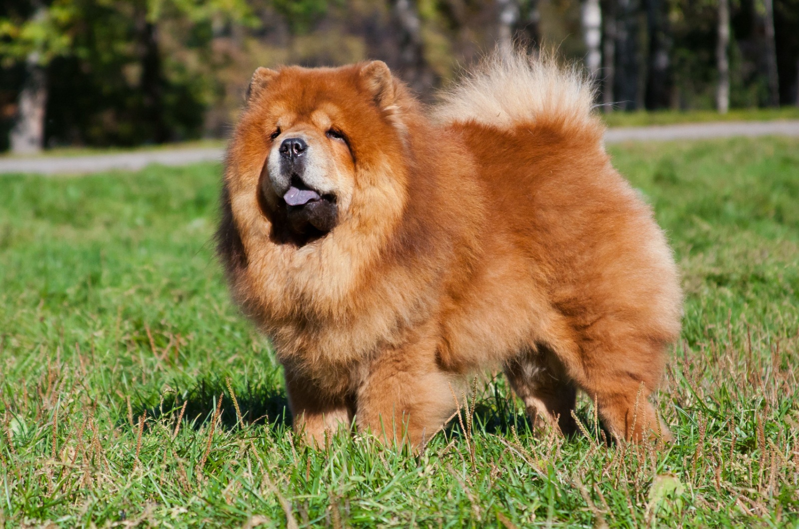 Beautiful Chow Chow dog