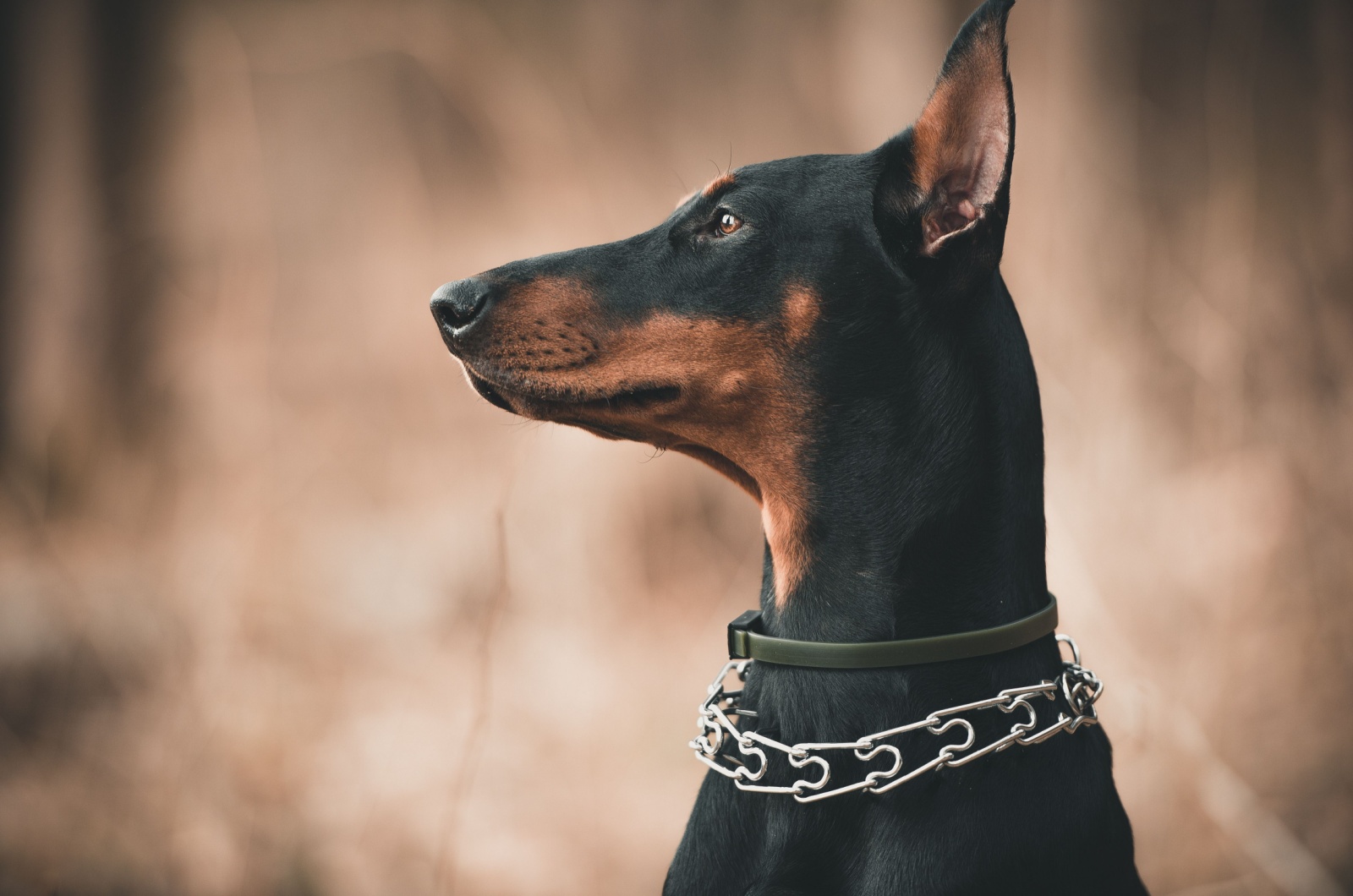 Beautiful European Doberman