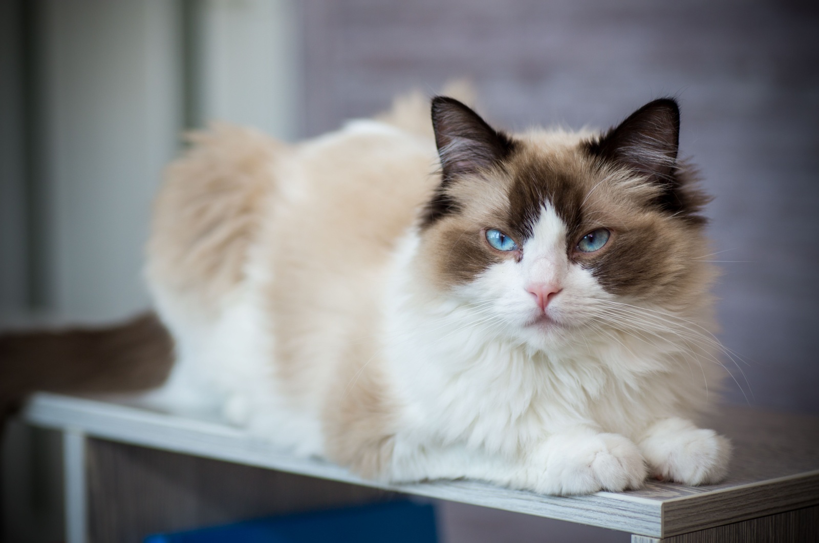 Beautiful Ragdoll Cat