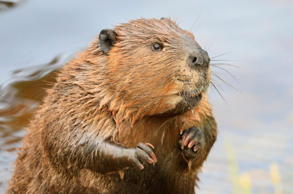 Beaver