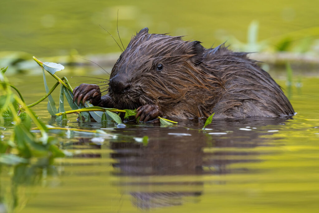 Beavers