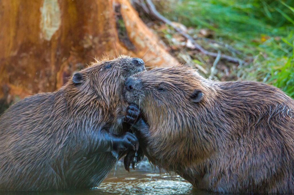 Beavers