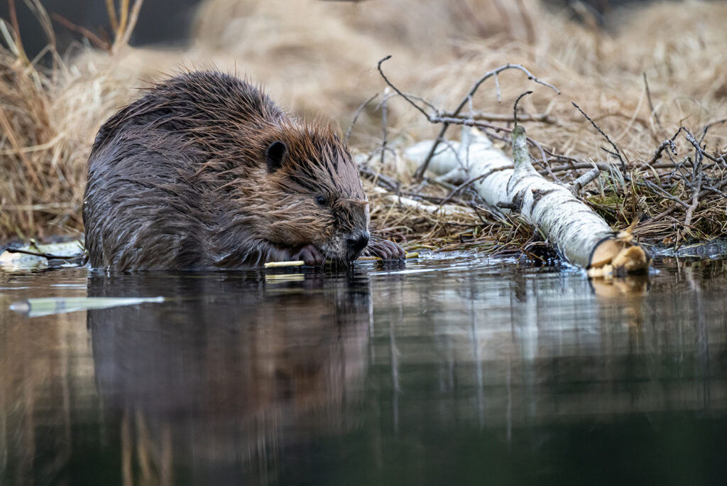 Beavers