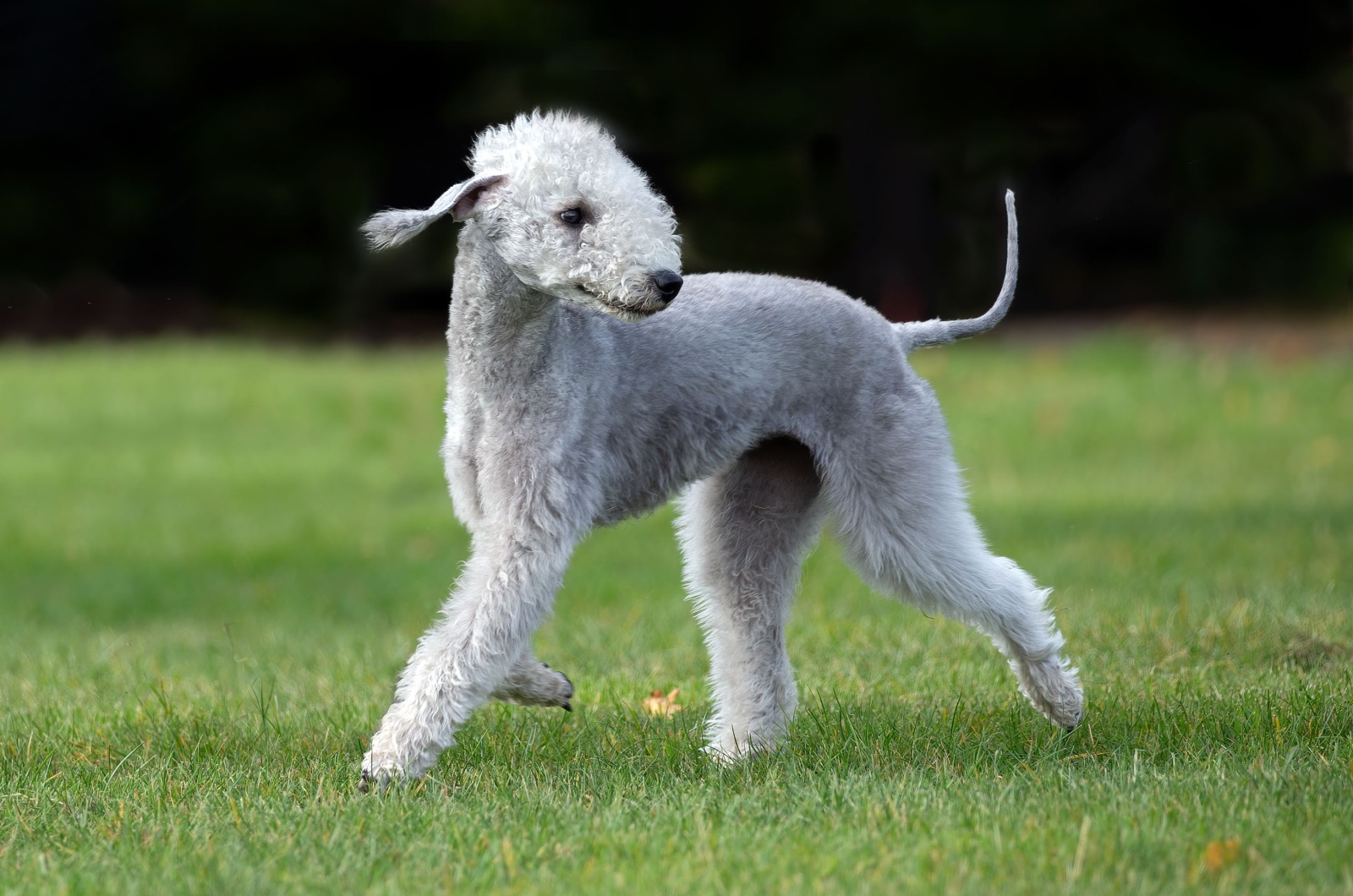 Bedlington Terrier