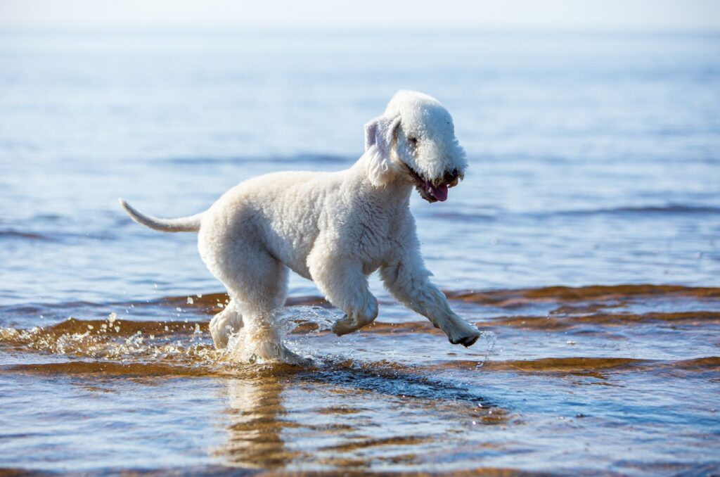 Bedlington Terrier