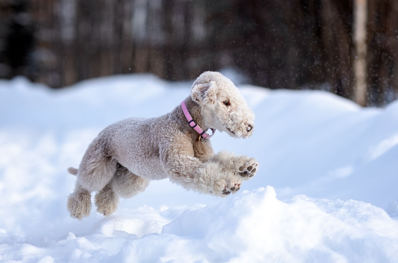 Bedlington Terrier