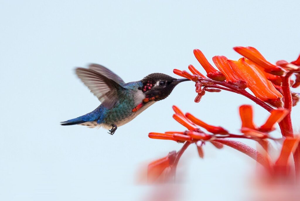 Bee Hummingbird