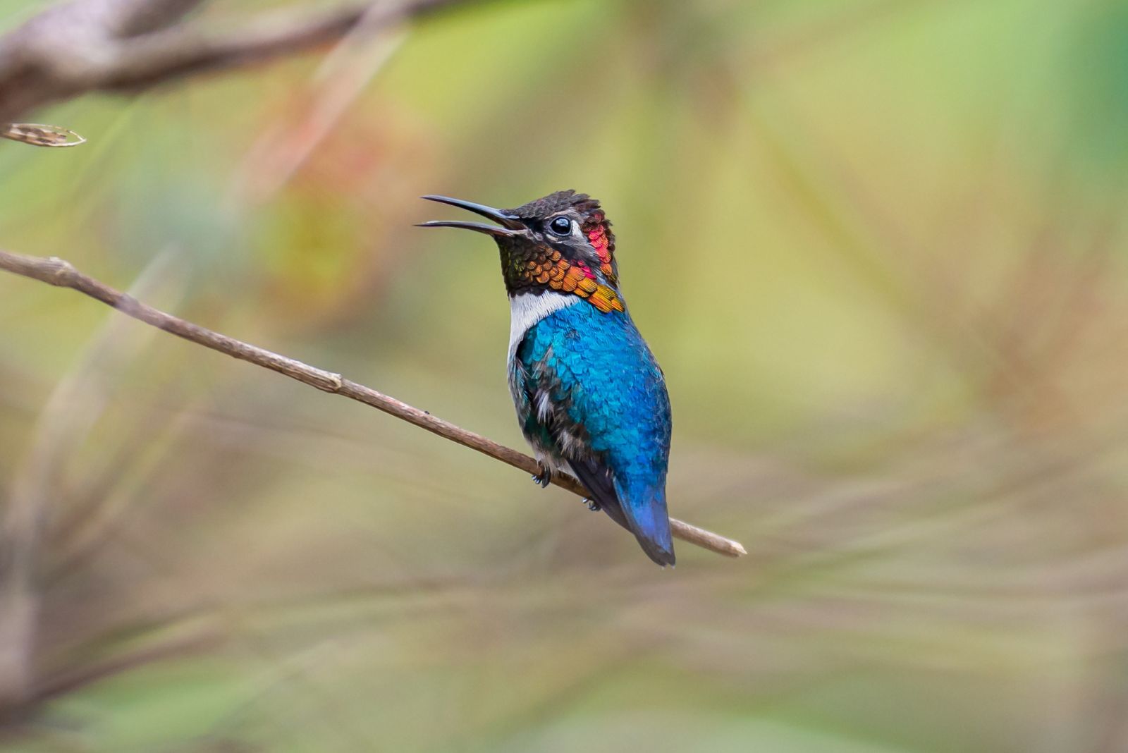 Bee Hummingbird