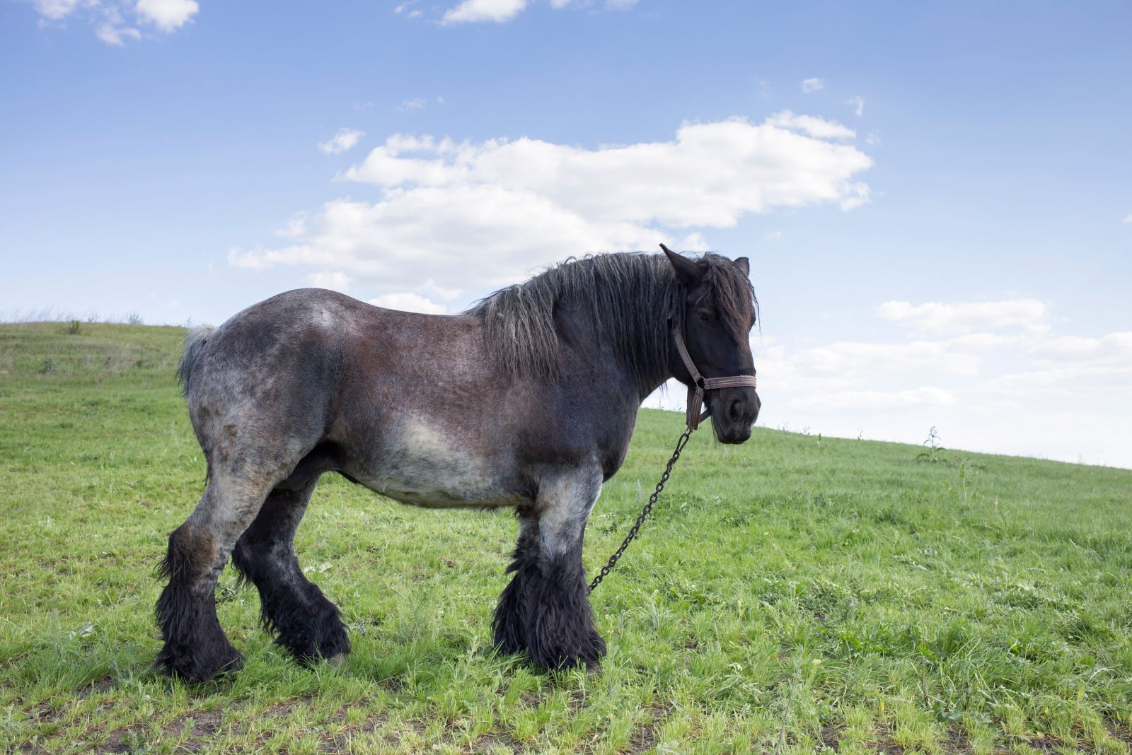 Belgian Draft horse