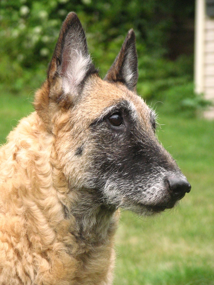 Belgian Laekenois