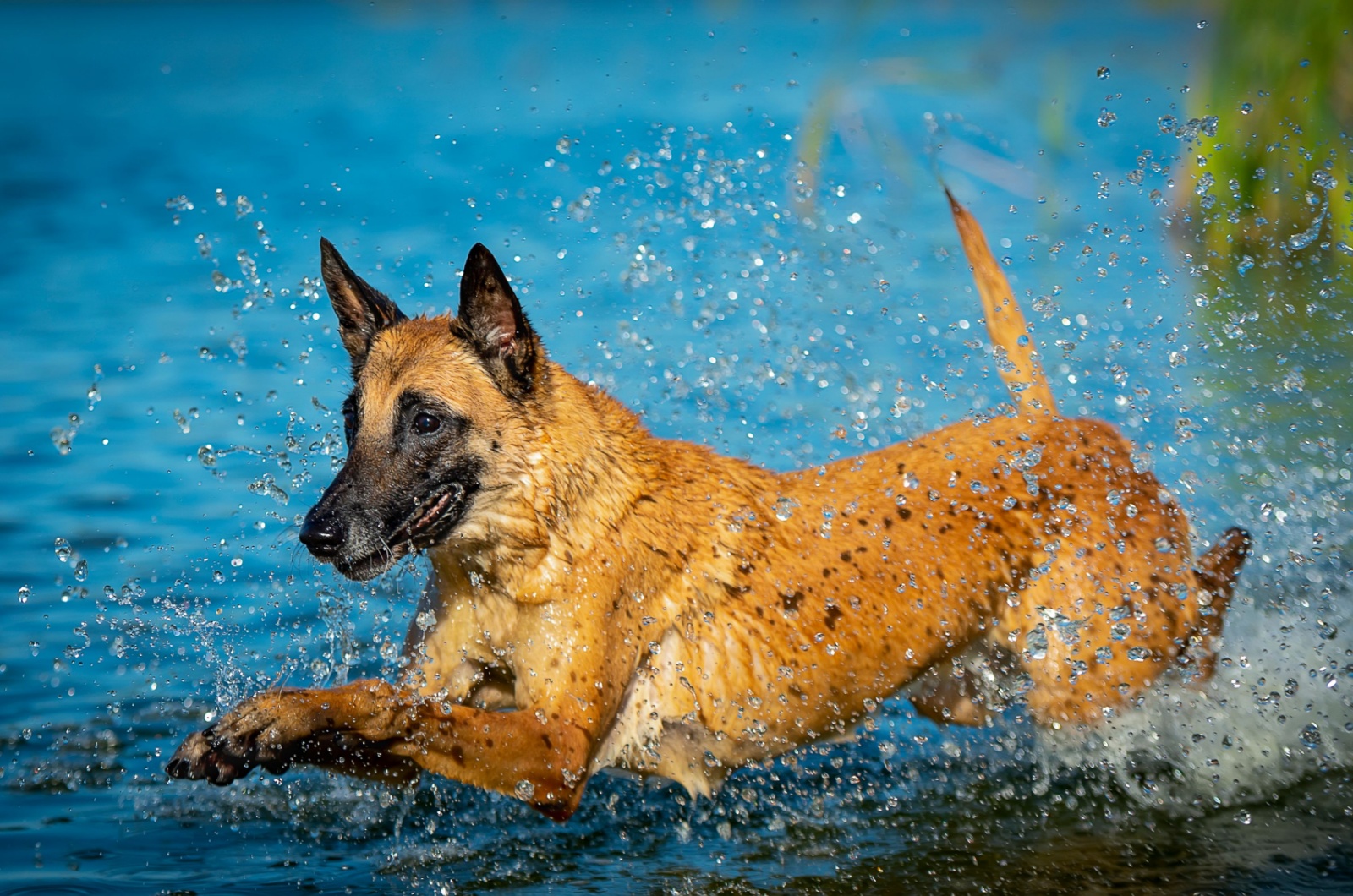 Belgian Malinois