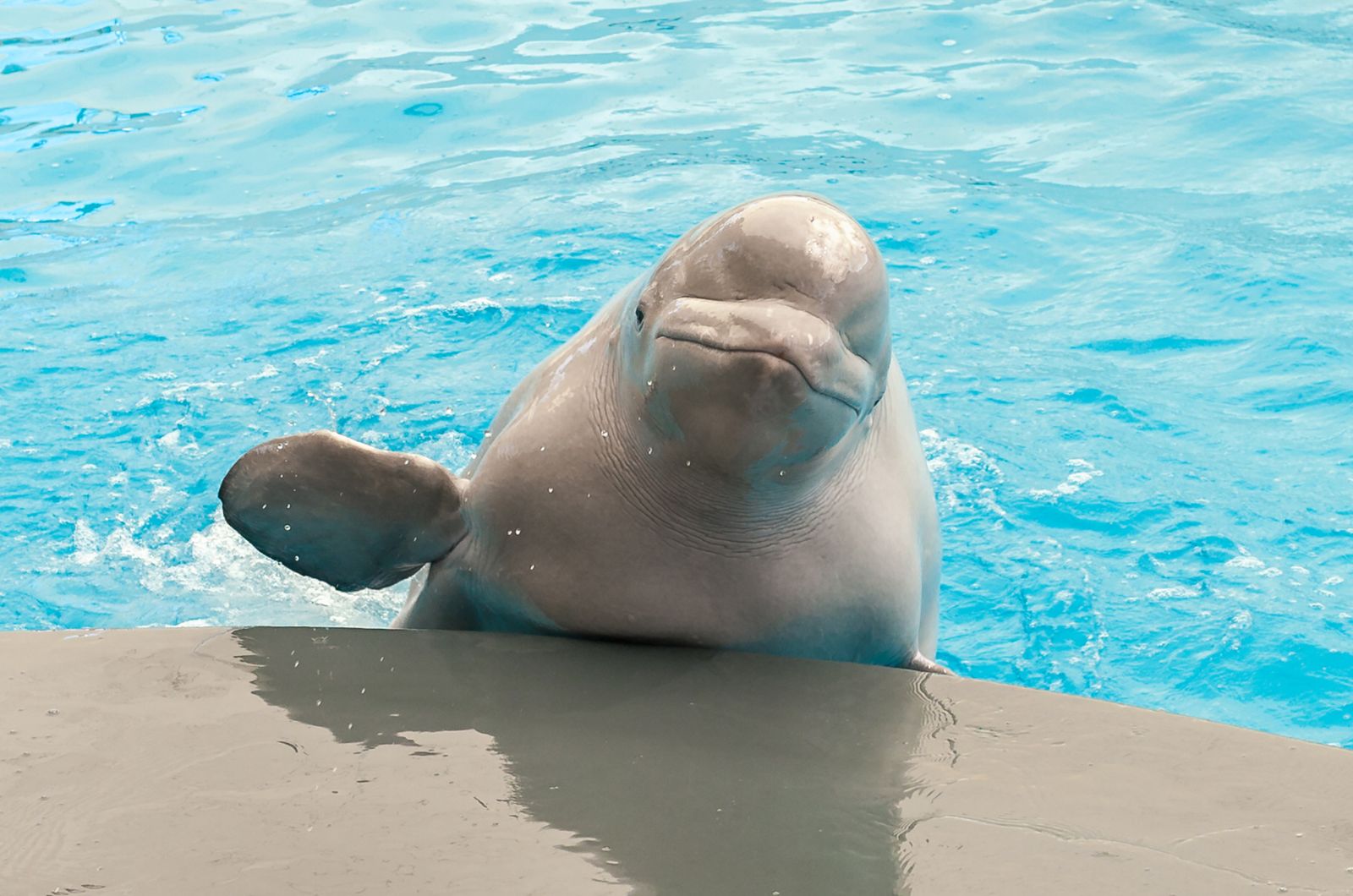 Beluga Whales