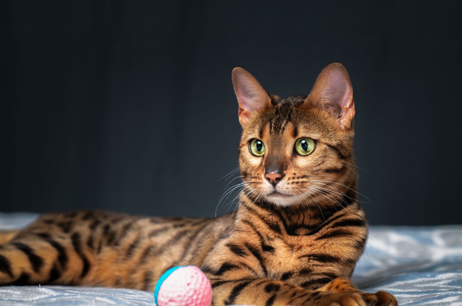 Bengal cat