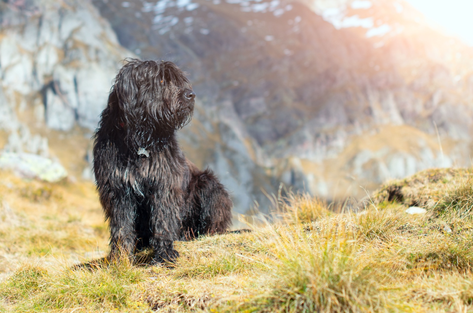 Bergamasco Shepherd