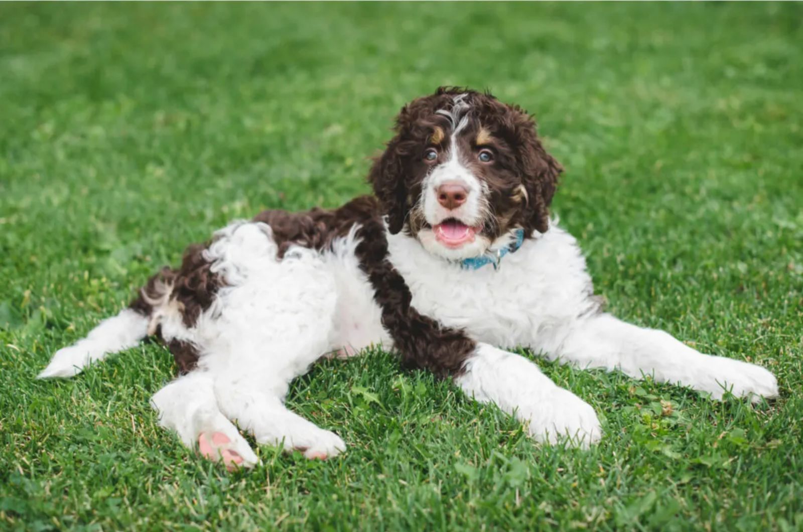 Bernedoodle