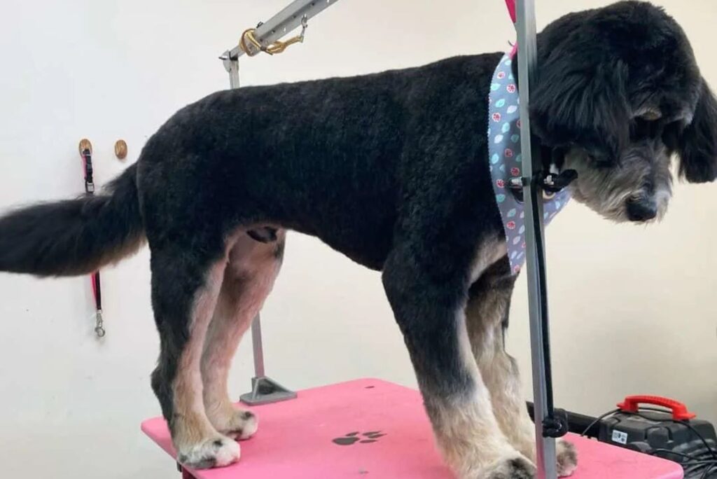 Bernedoodle Kennel Cut