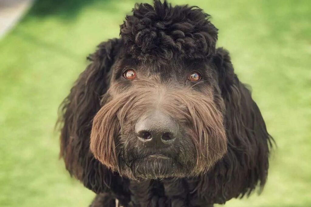 Bernedoodle Mohawk Cut