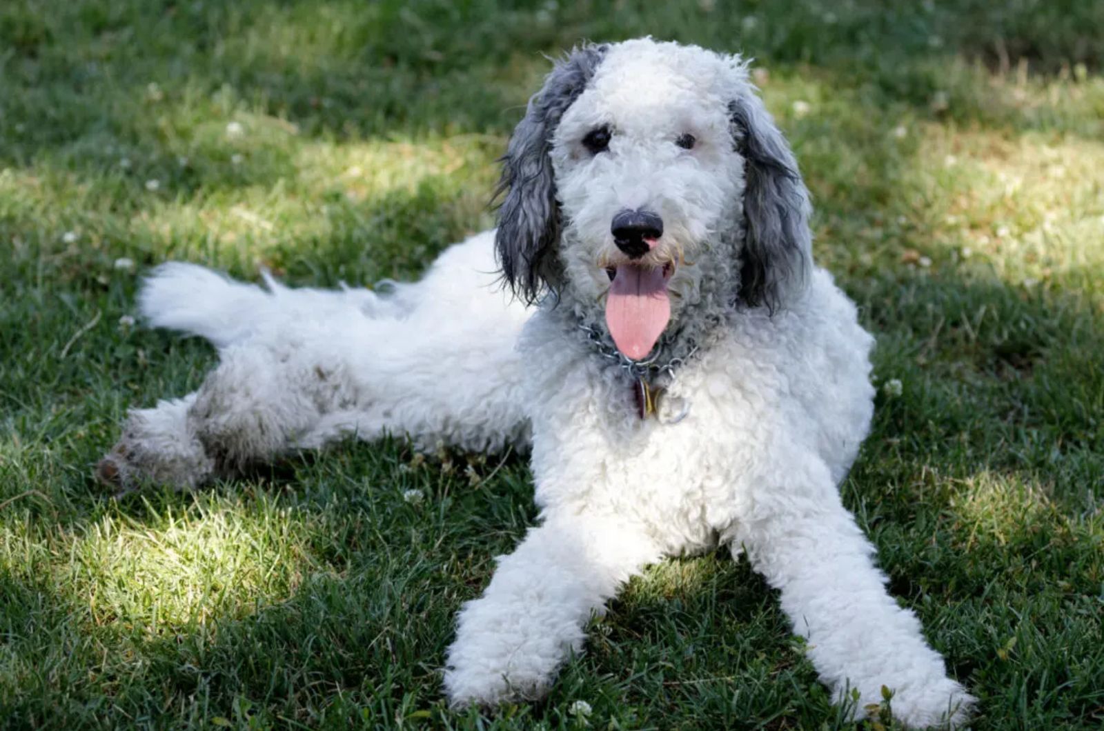 Bernedoodle X Bernese Mountain Dog Mix