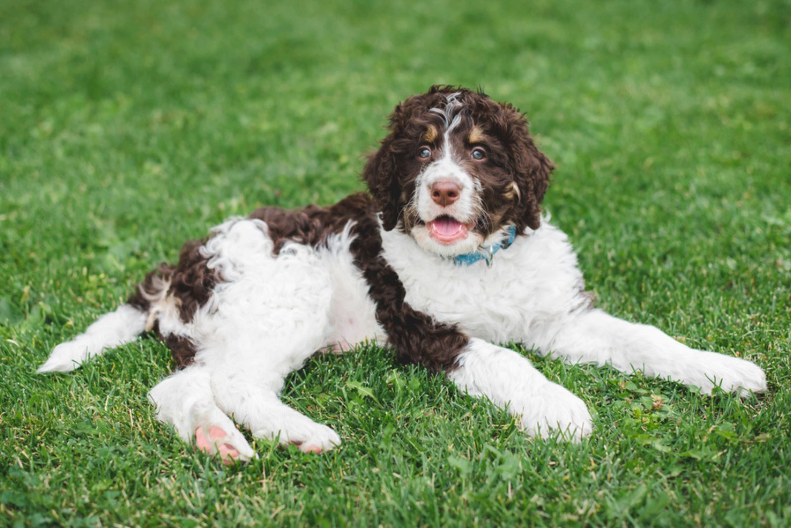 Bernedoodle dog