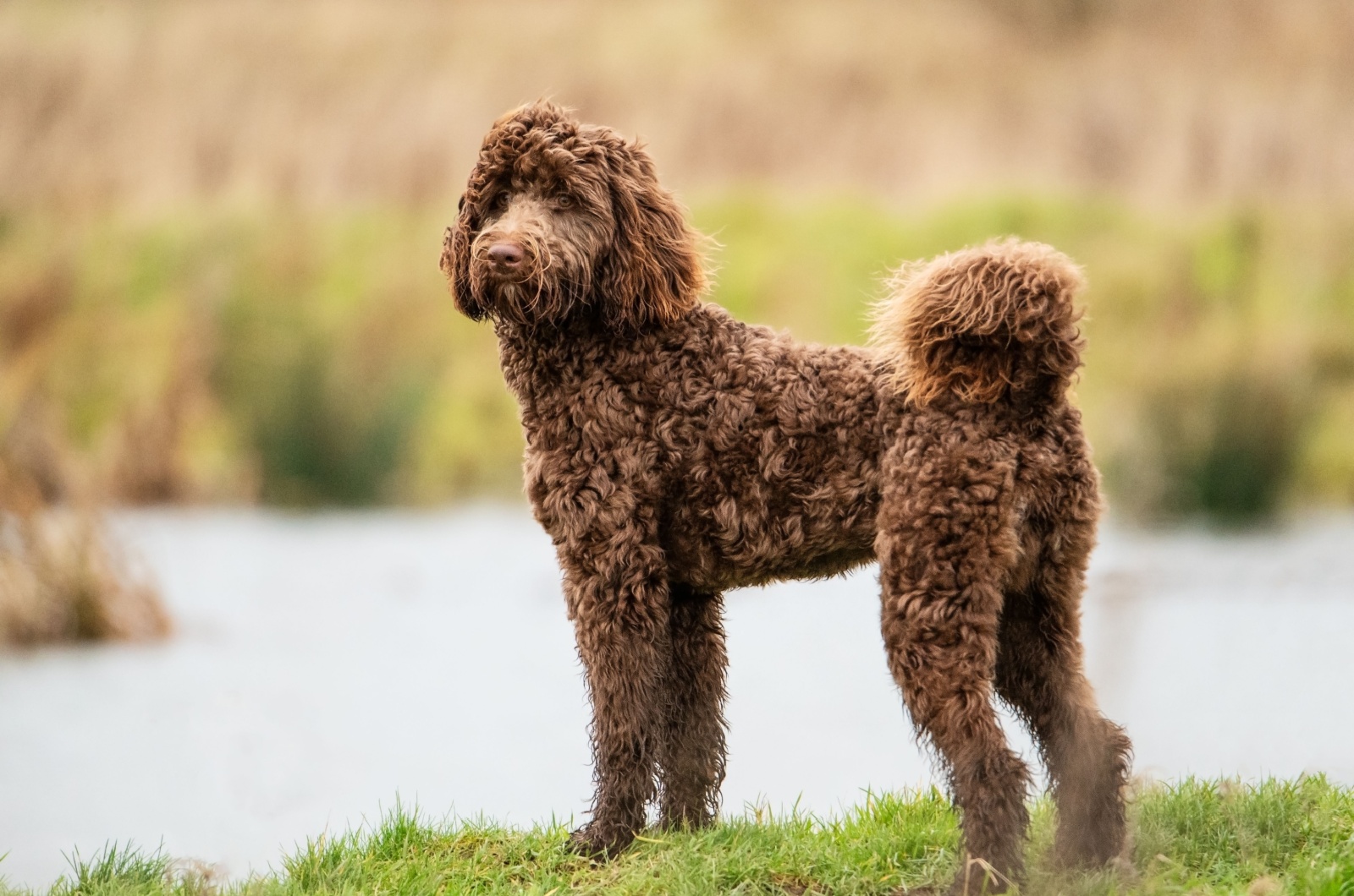 Bernedoodle