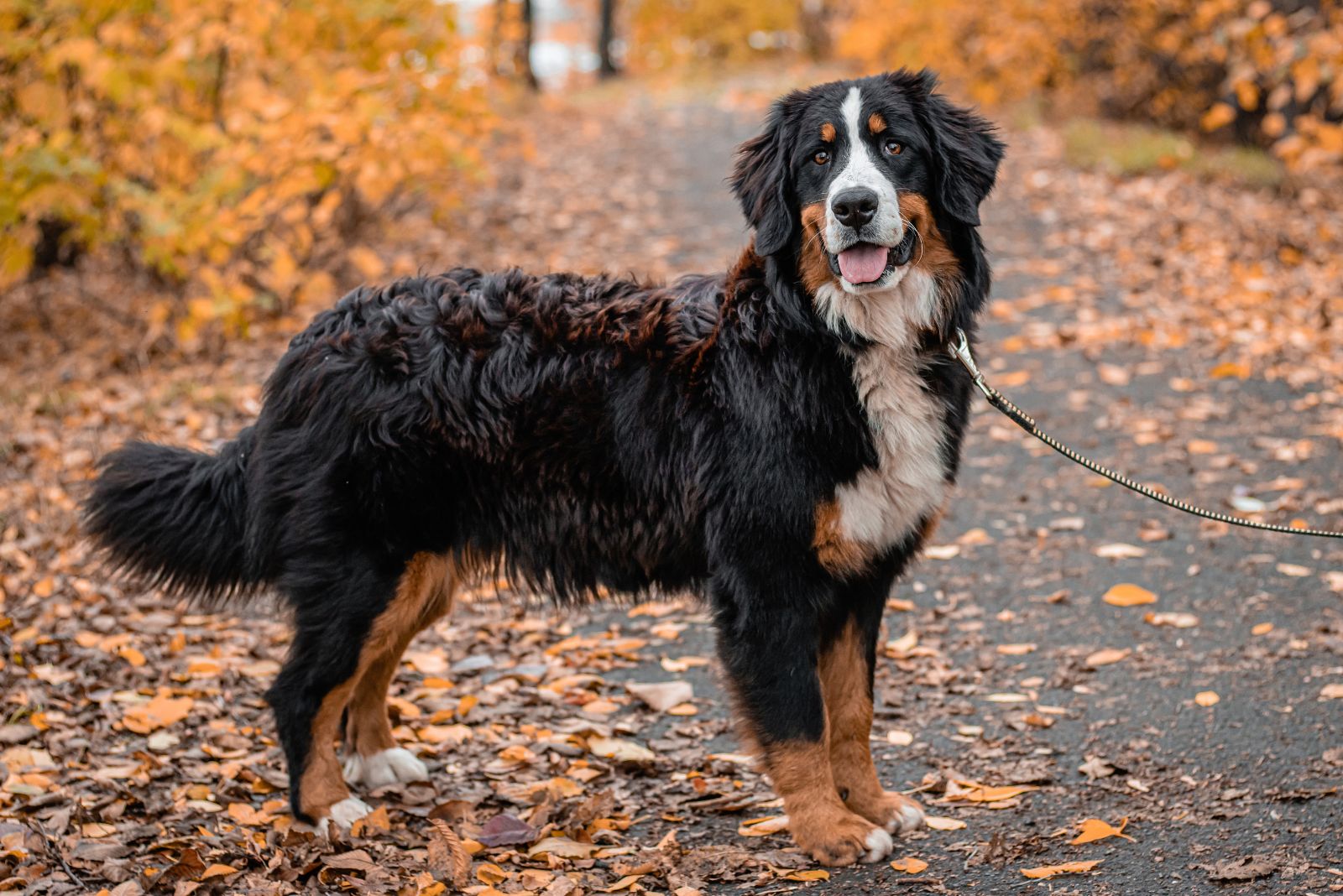 Bernese Mountain Dog