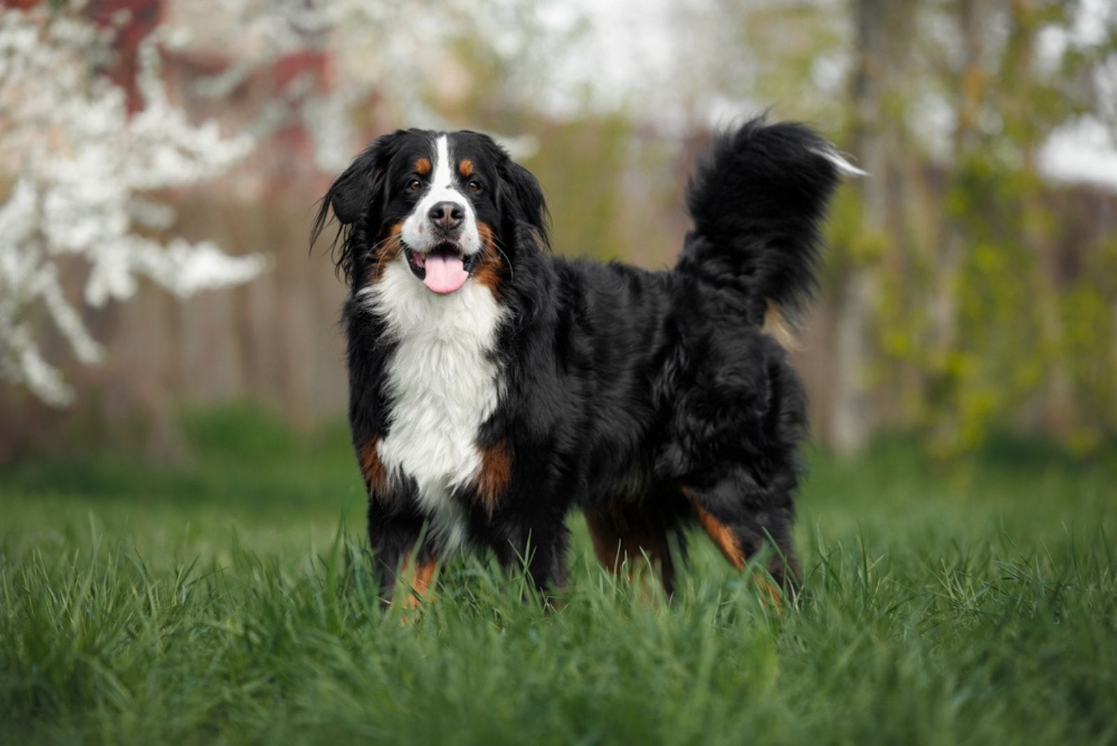  Bernese Mountain Dog