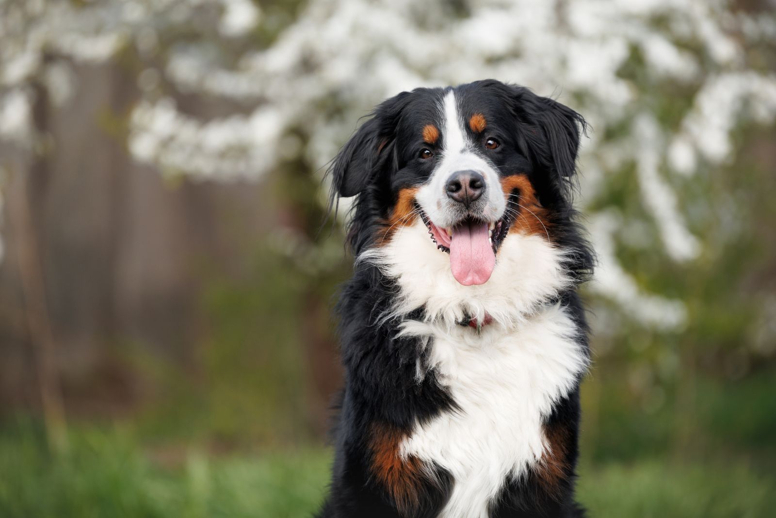 Bernese Mountain Dog