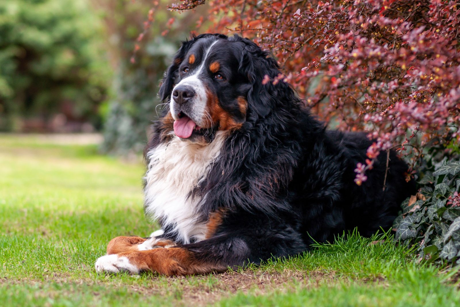 Bernese Mountain Dog