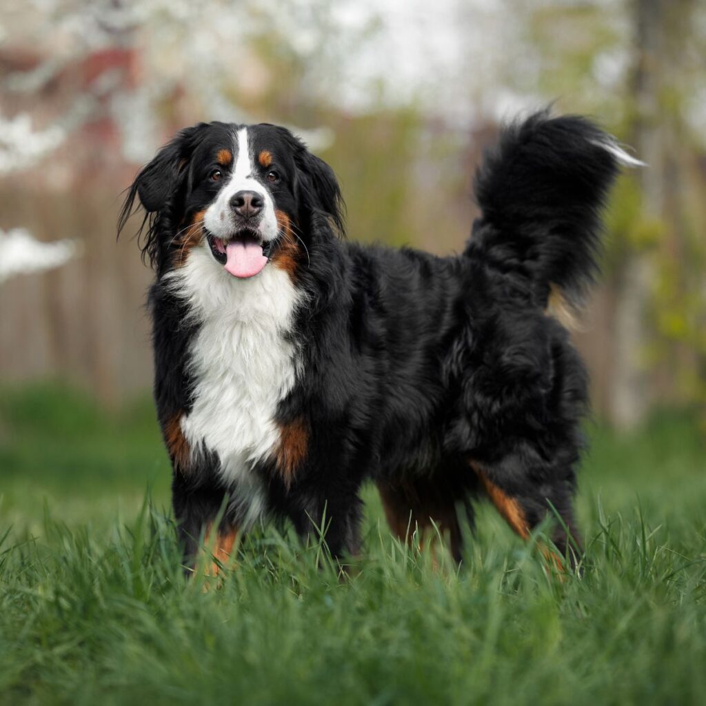 Bernese Mountain Dog