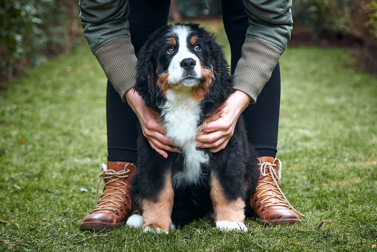 Bernese Mountain Dog