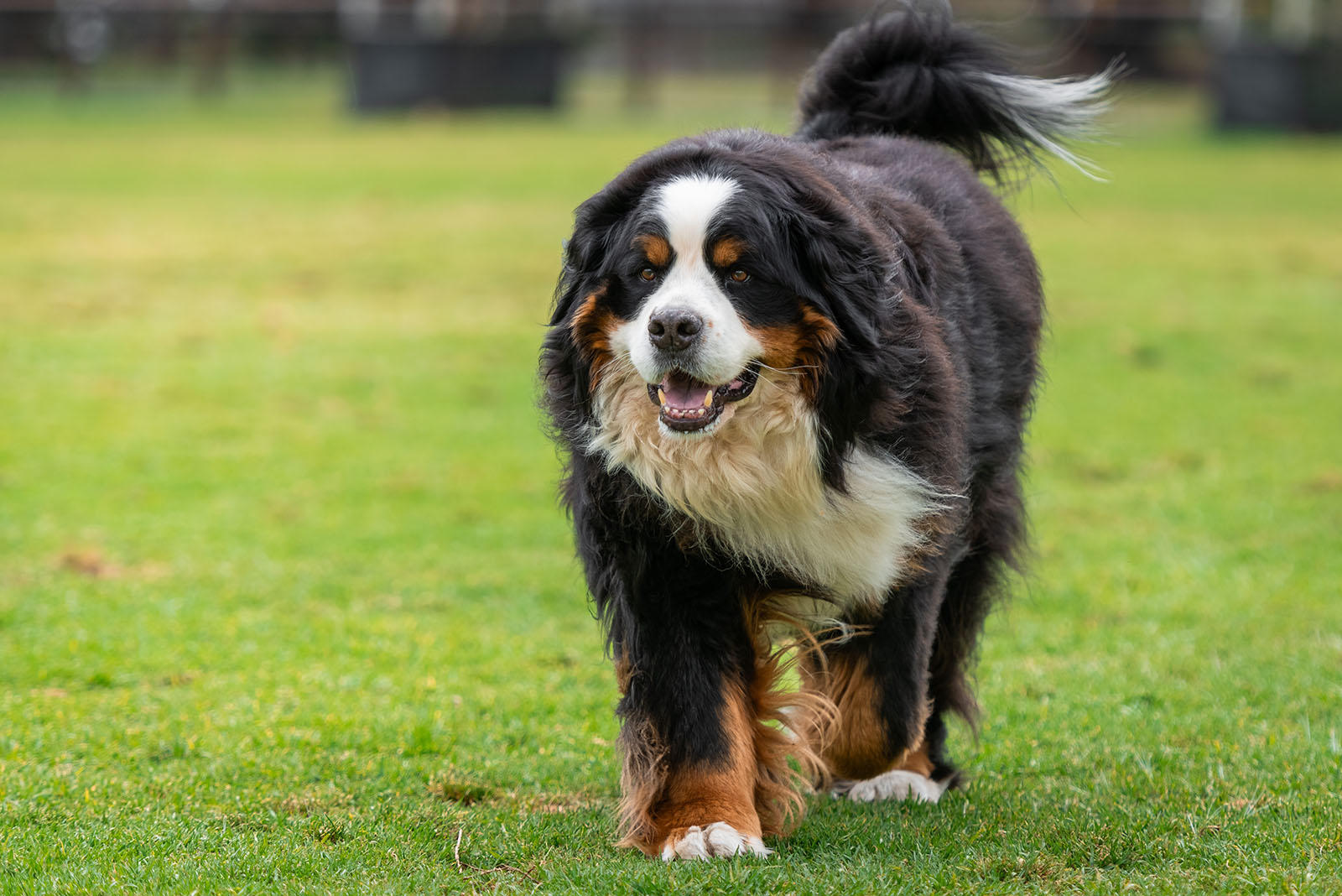 Bernese Mountain Dog