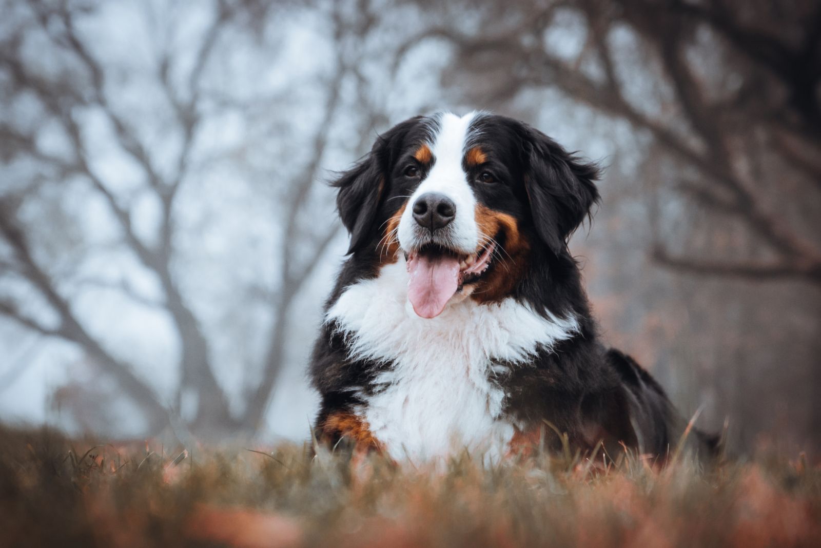 Bernese Mountain Dog