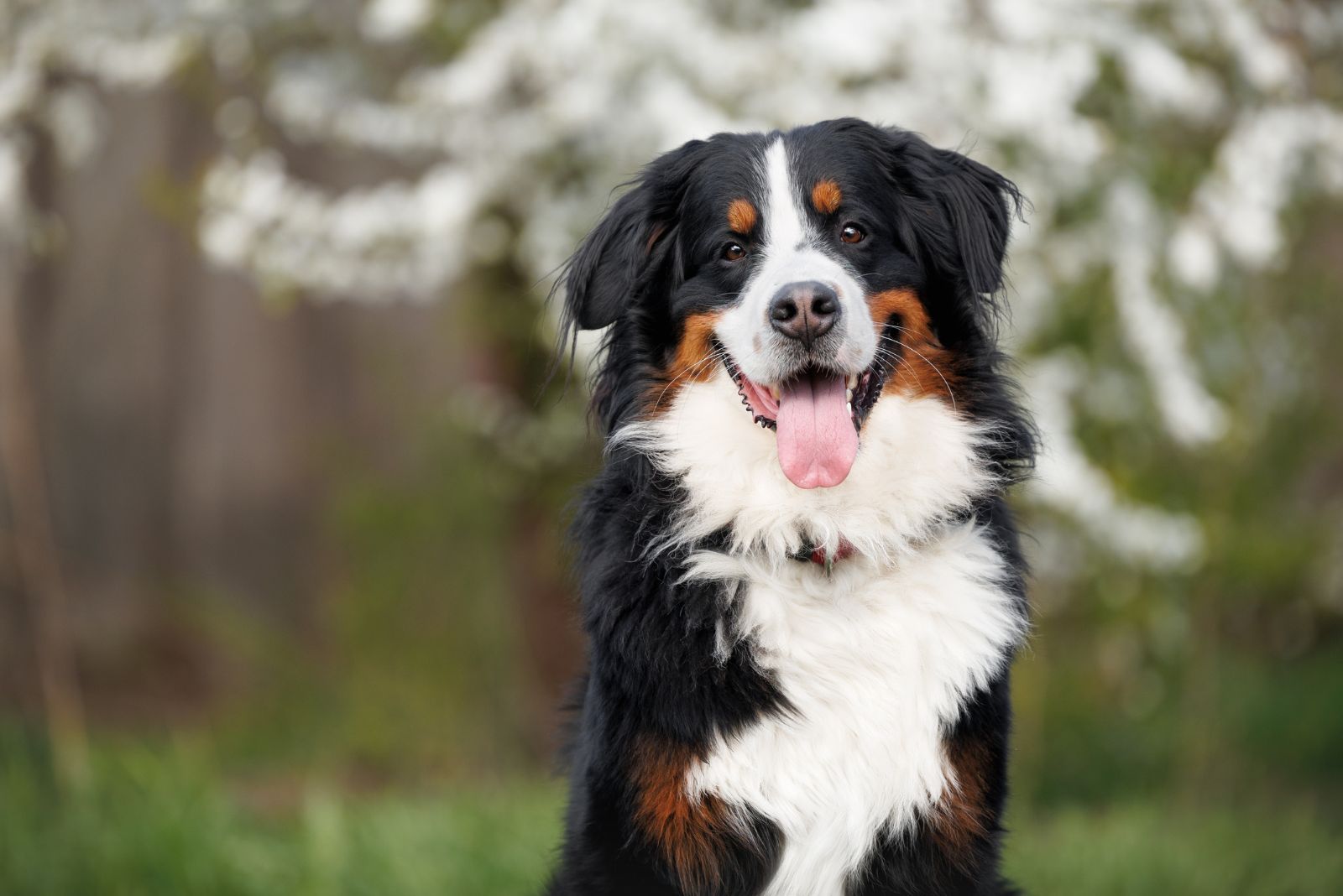 Bernese Mountain Dog posing