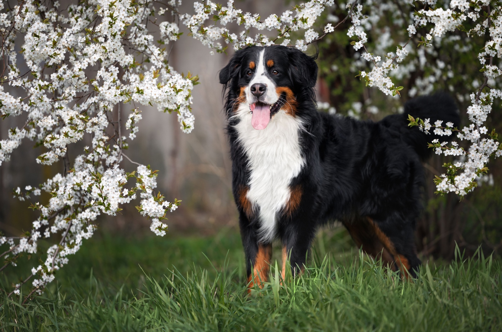 Bernese Mountain Dog