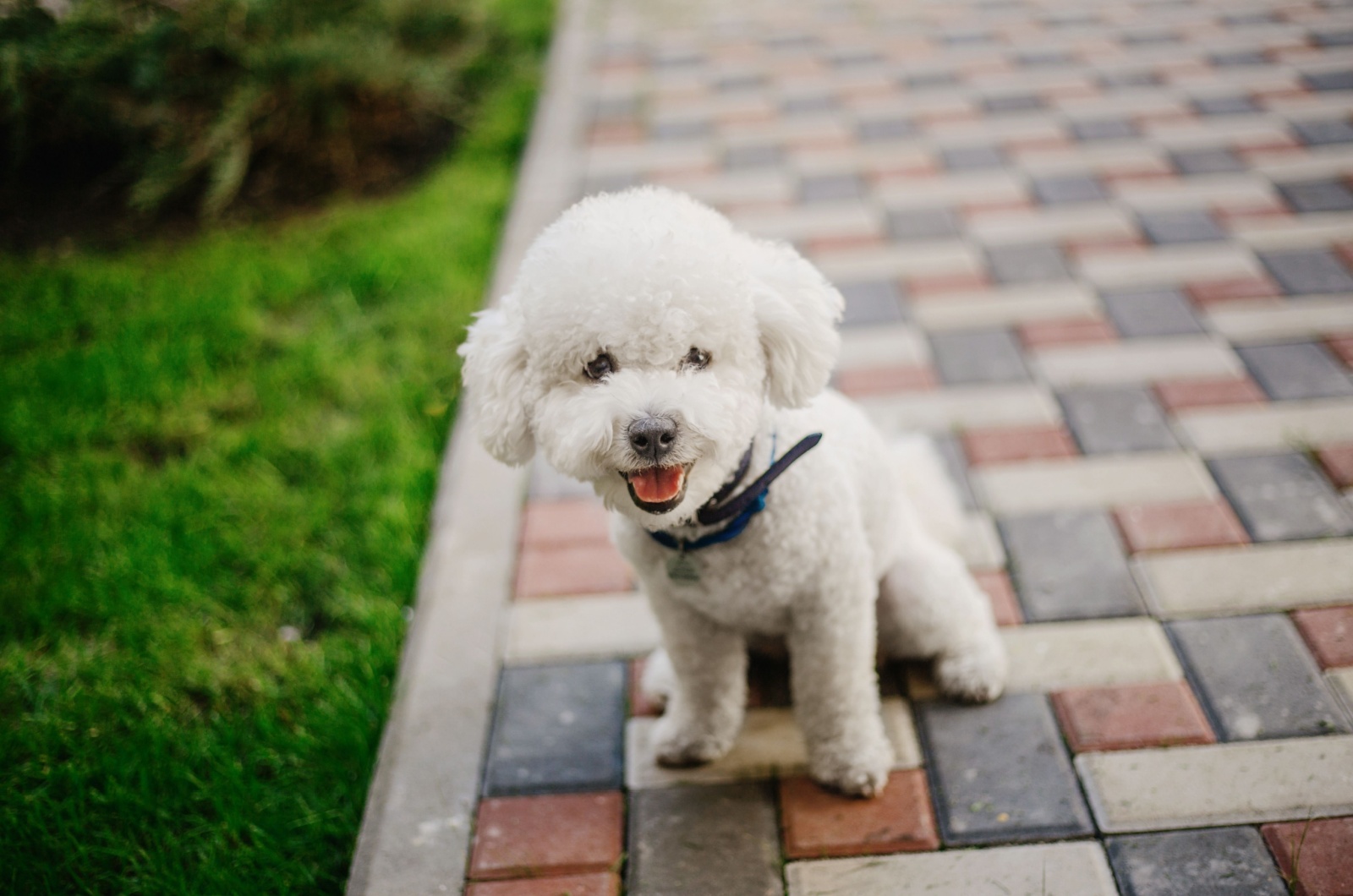 Bichon Frise