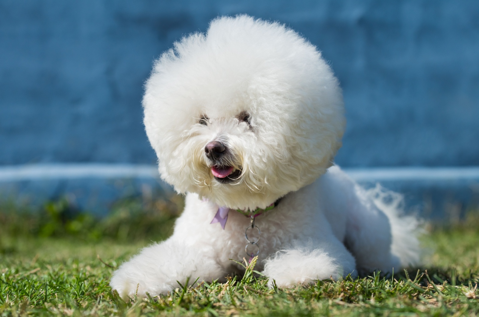 Bichon Frise