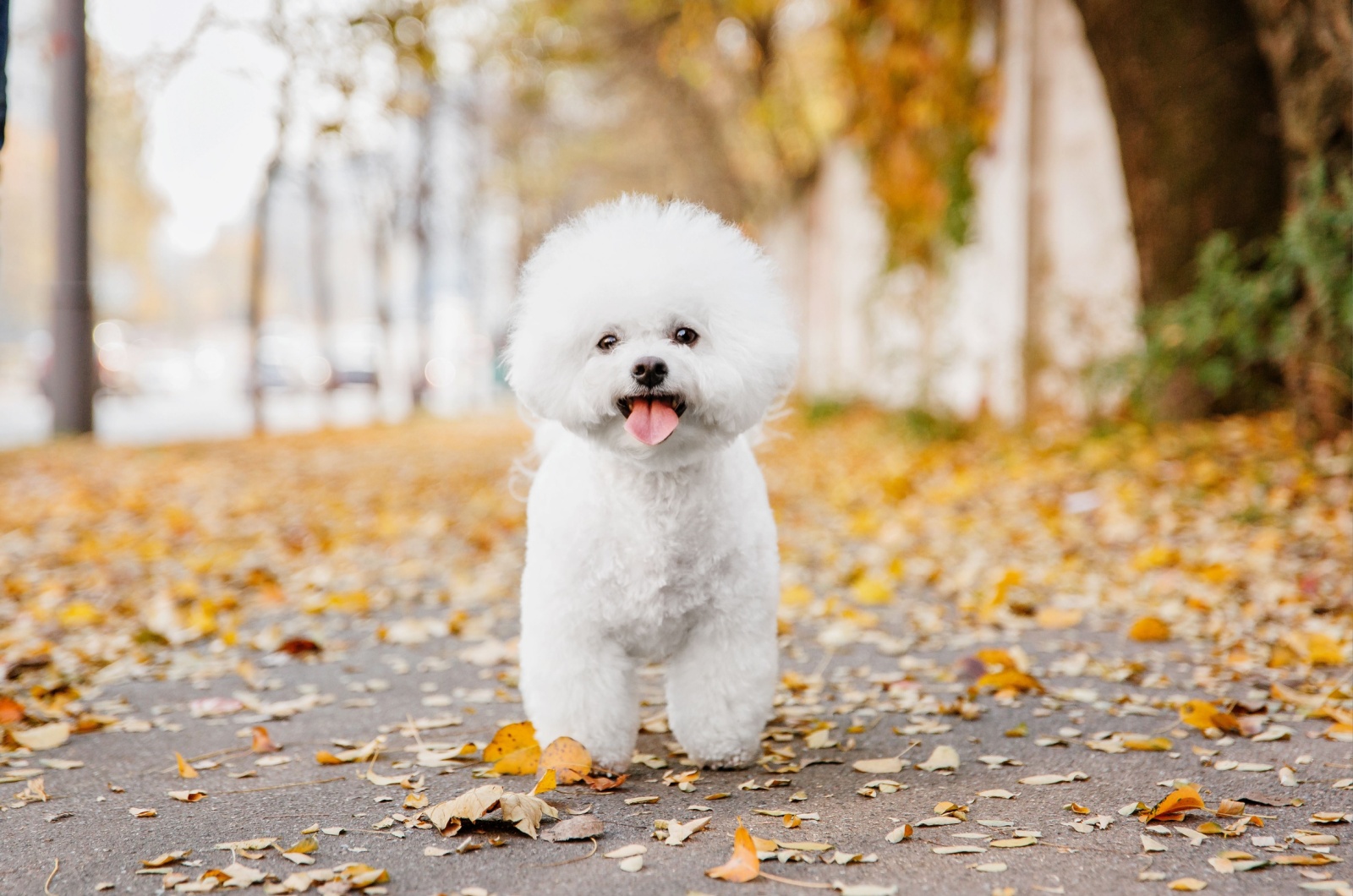 Bichon Frise