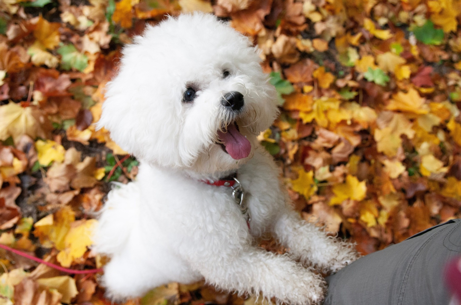 Bichon Frise