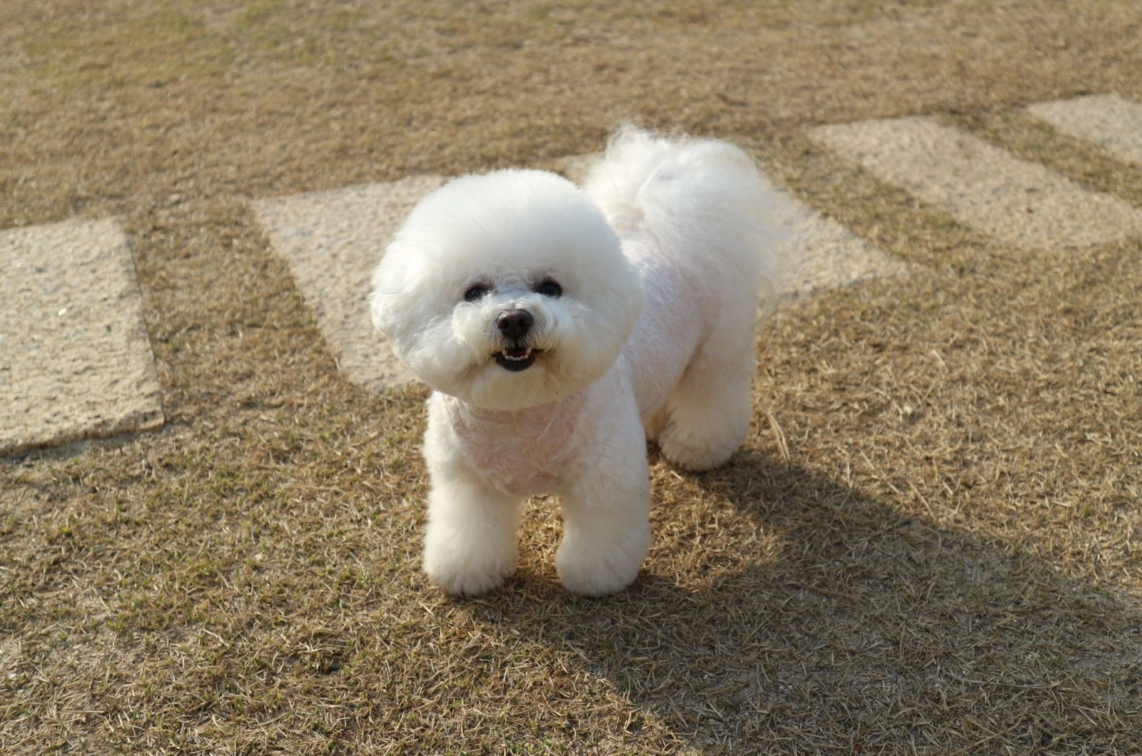 Bichon Frise