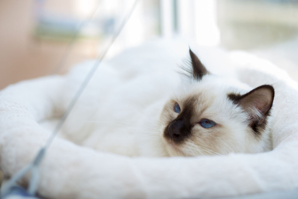 Birman cat